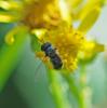 Paragus sp.